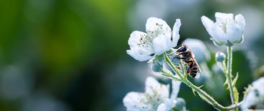 Macro photo of bee and colorful flowers and faces