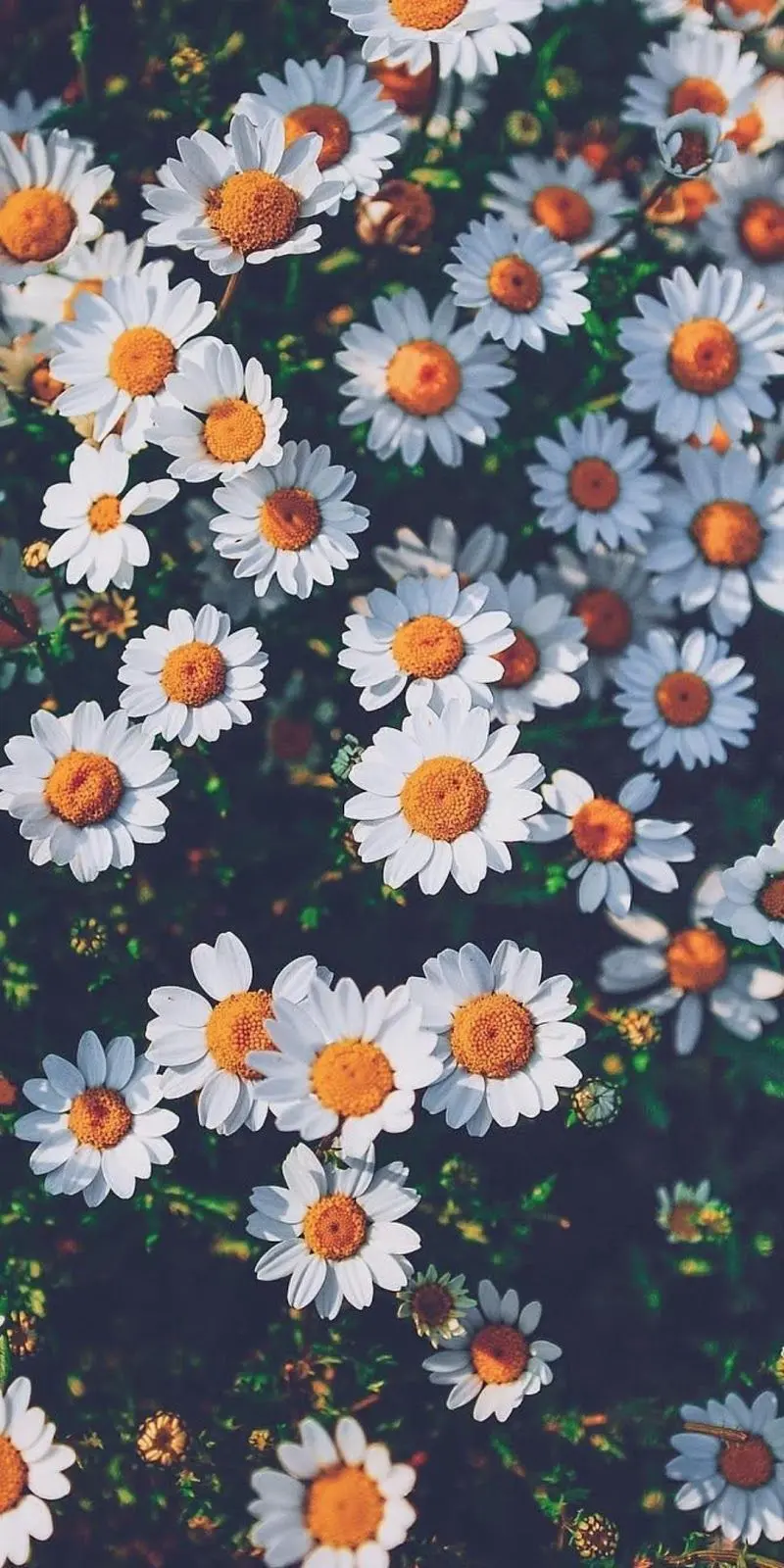 Daisy flower wallpaper for mobile backgrounds