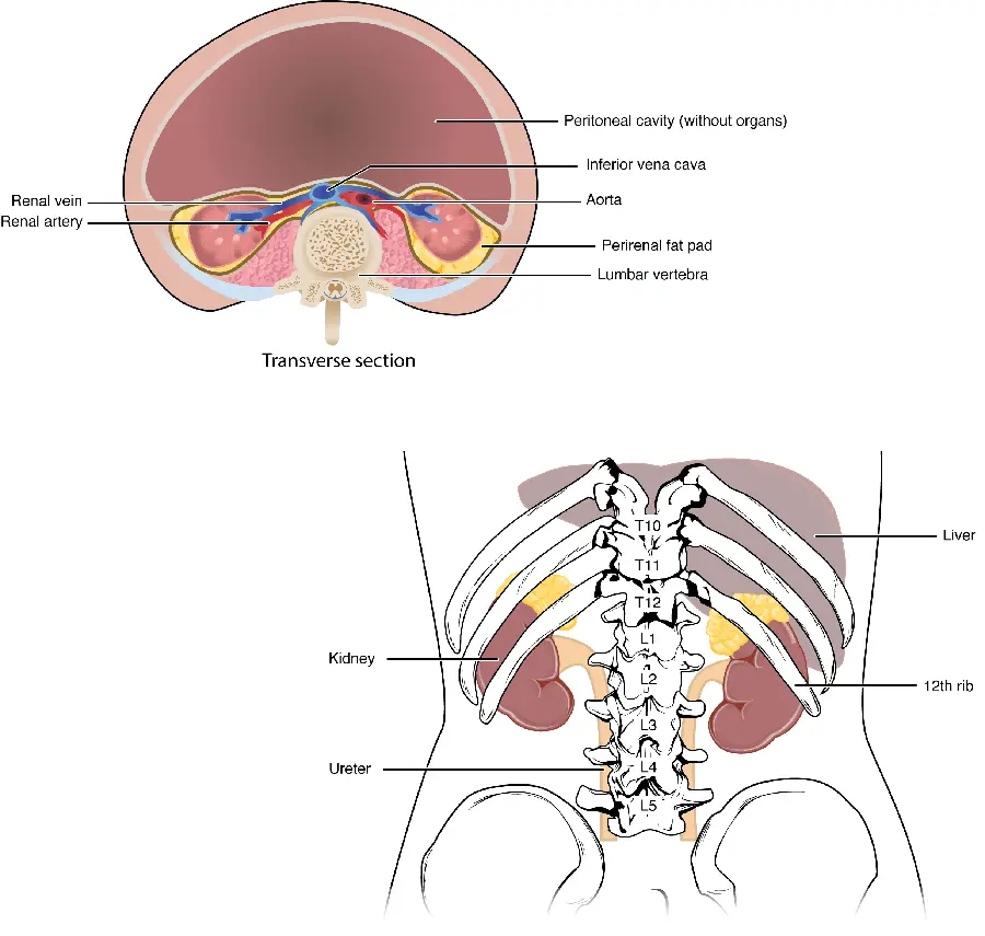 Photo of a human kidney anatomy in English