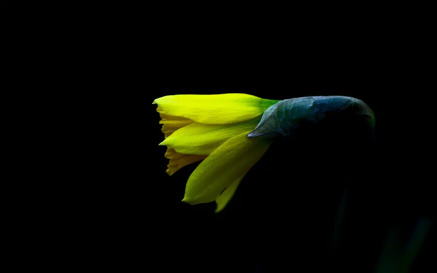 Yellow flower wallpaper for Linux operating system with black background