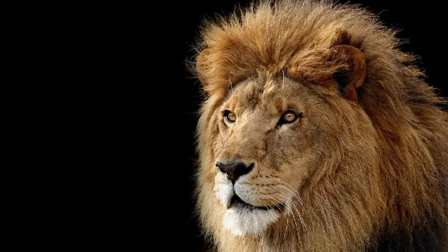 Wallpaper of a male lion for desktop