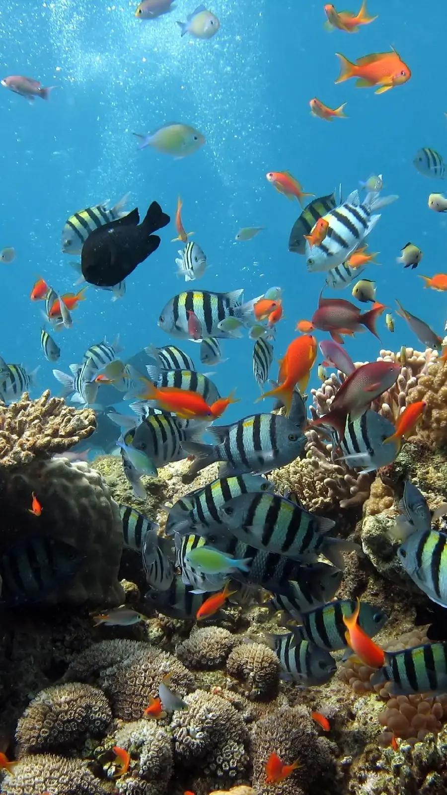 Ocean fish wallpaper image in turbulence