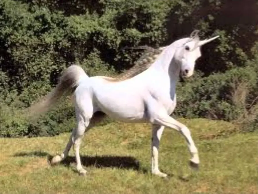 Attractive and spectacular HD photo of a unicorn and unicorn in the forest
