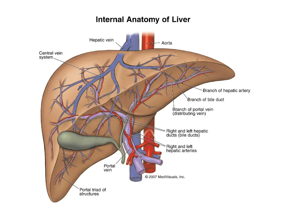 Photo of the internal anatomy of the human liver