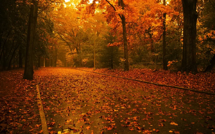 Girly autumn wallpaper photo and beautiful sunset of the road and leaves attached to it