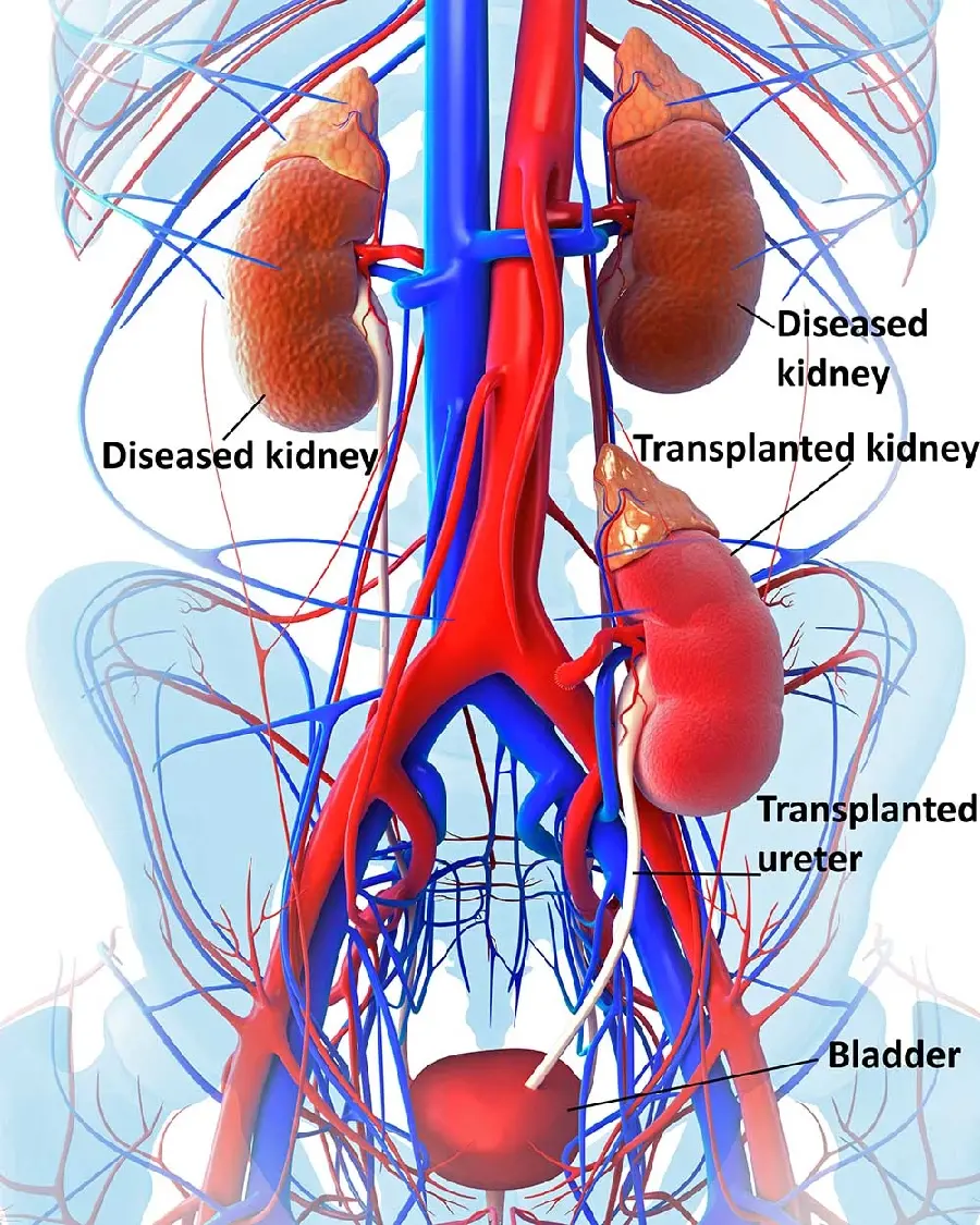 Color photo of kidneys and urinary tract in very high quality