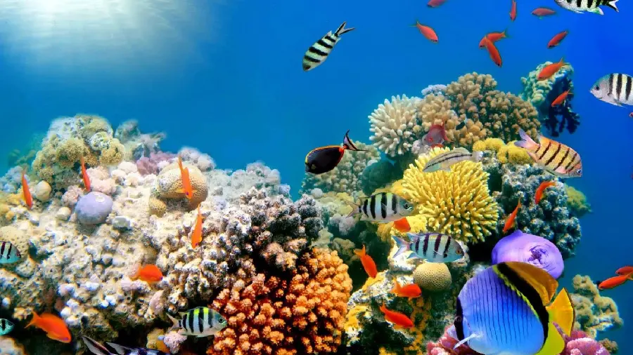 Background of a multitude of fish next to a coral reef