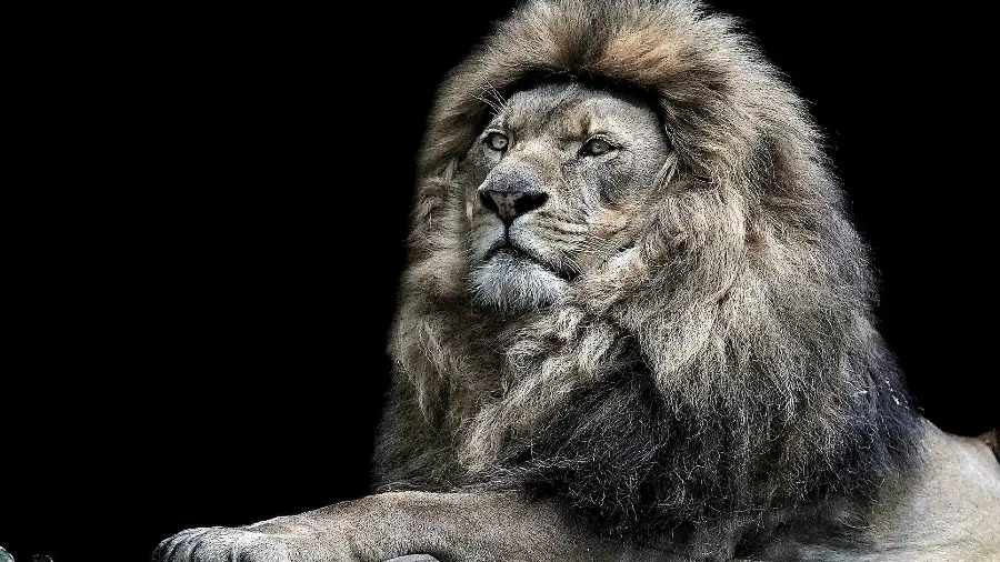 Wallpaper of a male lion with a dark theme