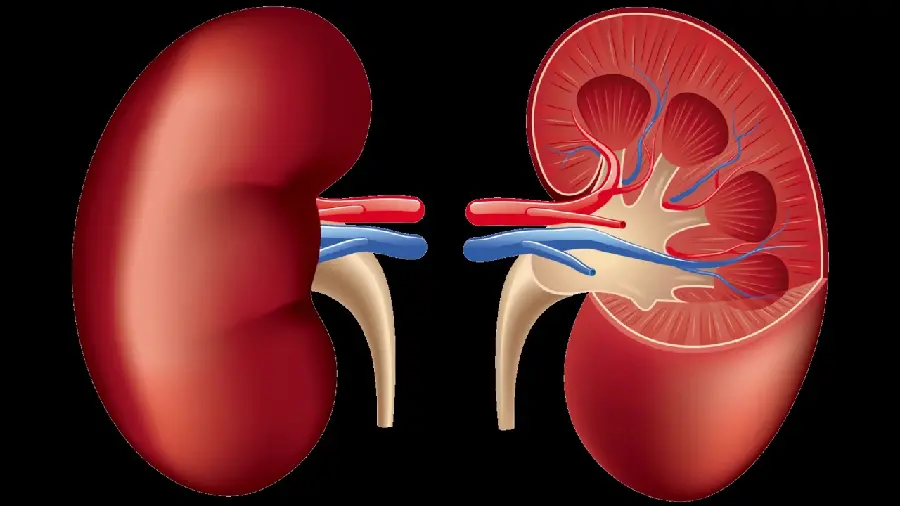 Photo of a real human kidney with a black background for wallpaper for specialists