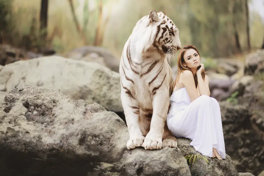 Photo of a beautiful girl in a white dress next to a big white tiger