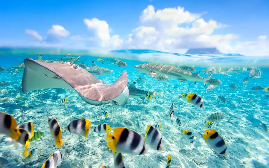 Photo of ocean fish background next to the fish tank