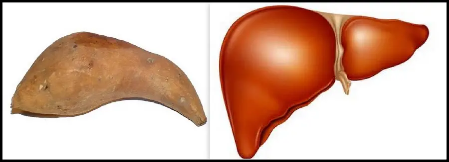 Photo of Human Liver with Realistic and Graphic Design