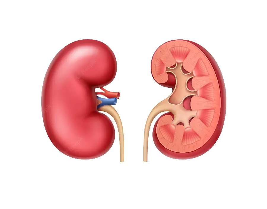 Photo of human kidneys with white background for use in ISI articles