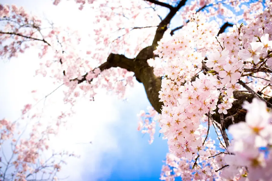 Amazing Spring Cherry Blossoms Background for Photoshop