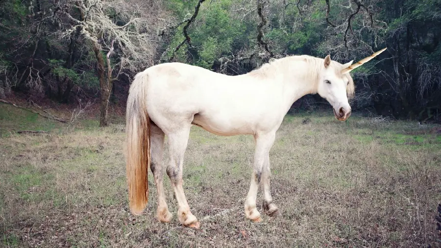 High quality image of a lonely white unicorn in the forest