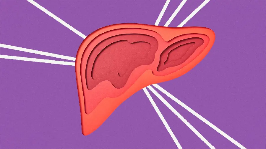 Human Liver Wallpaper and Background for Laptop and Computer