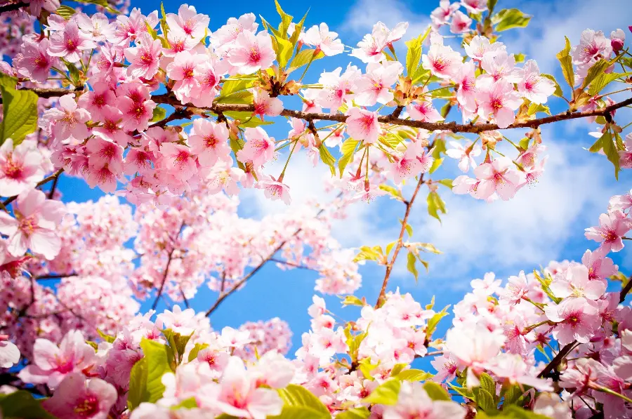 Spring wallpaper and white cherry blossoms with suitable dimensions for mobile