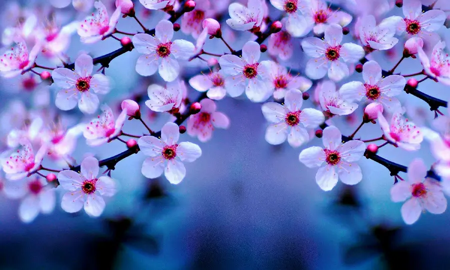 Beautiful photo of spring cherry blossoms in close-up