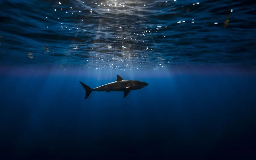 Shark photo under the ocean with a dark background at night