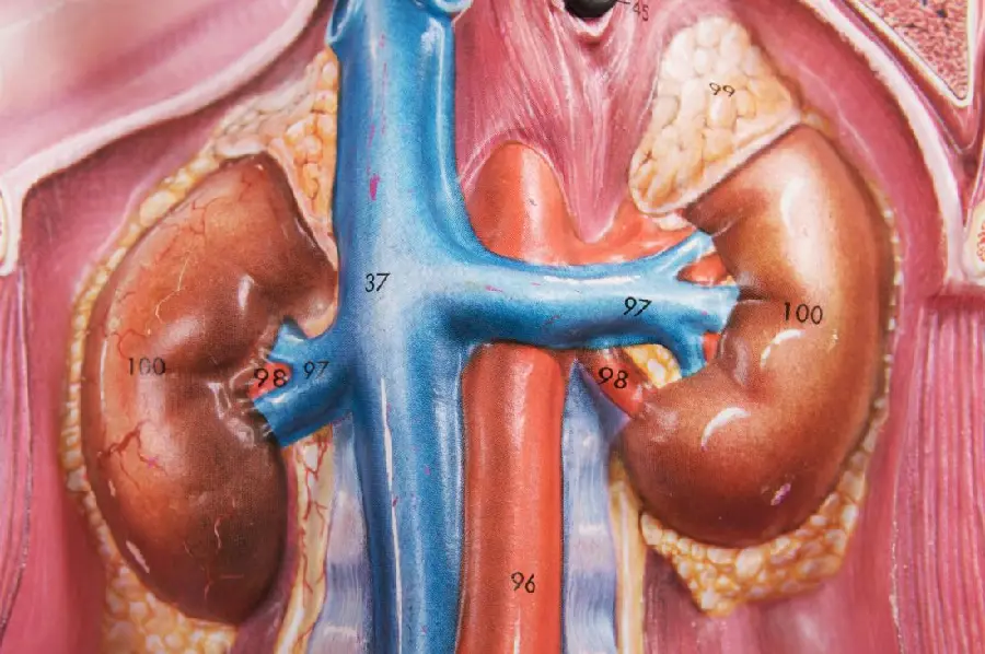 Photo of Chest Molding with Human Kidneys
