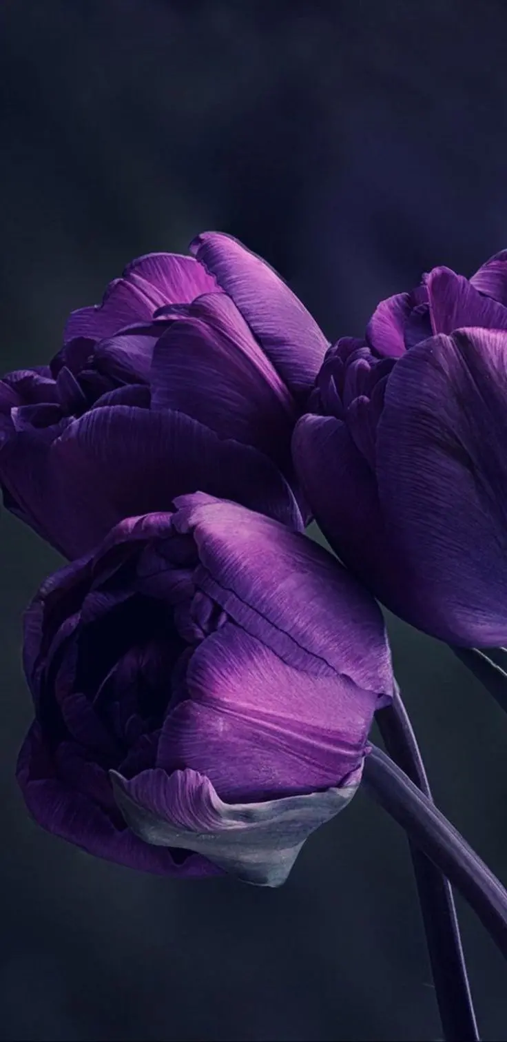 Purple flower wallpaper suitable for iPhones