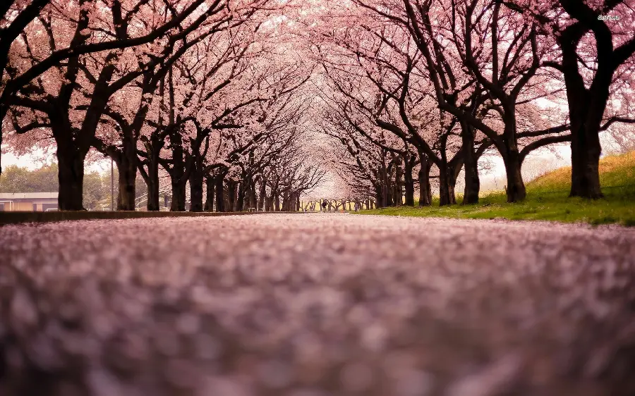 Beautiful and lovely photo of colorful spring cherry blossoms for profile