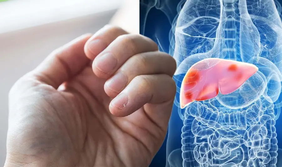 Photo of human liver next to the hand of a specialist doctor