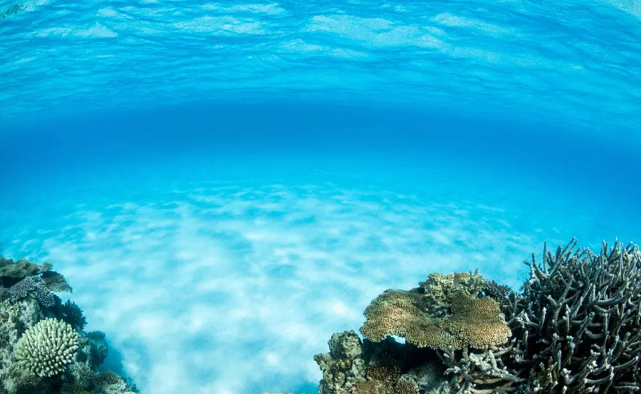 Unique photos of the underwater world in high quality