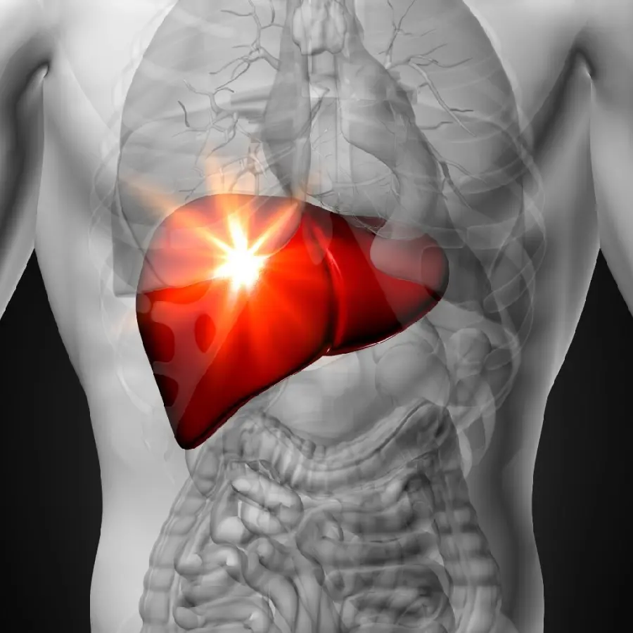 Photo of the liver in the human body