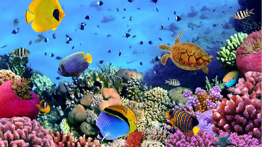 High quality and excellent photo of ocean bottom fish