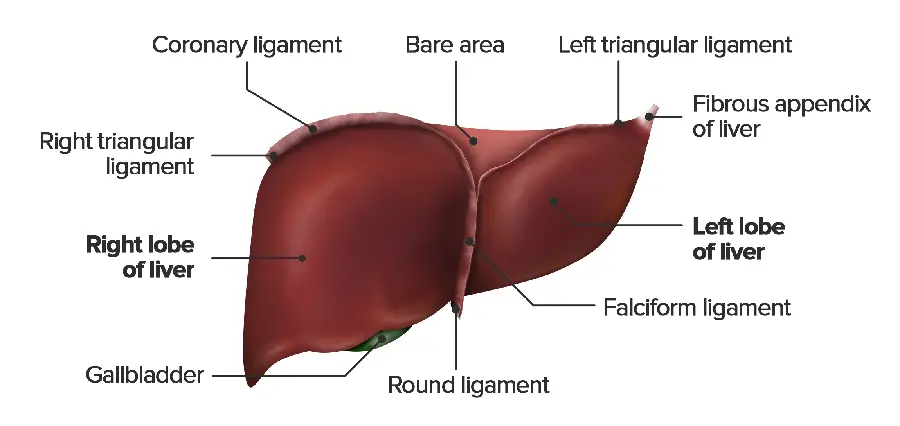 Photo of explanation of different parts of a real human liver