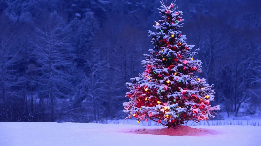 Beautiful snowy profile picture with no text for Christmas in winter