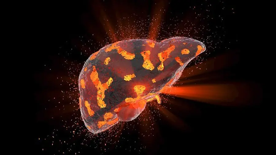 Image of human liver in the body