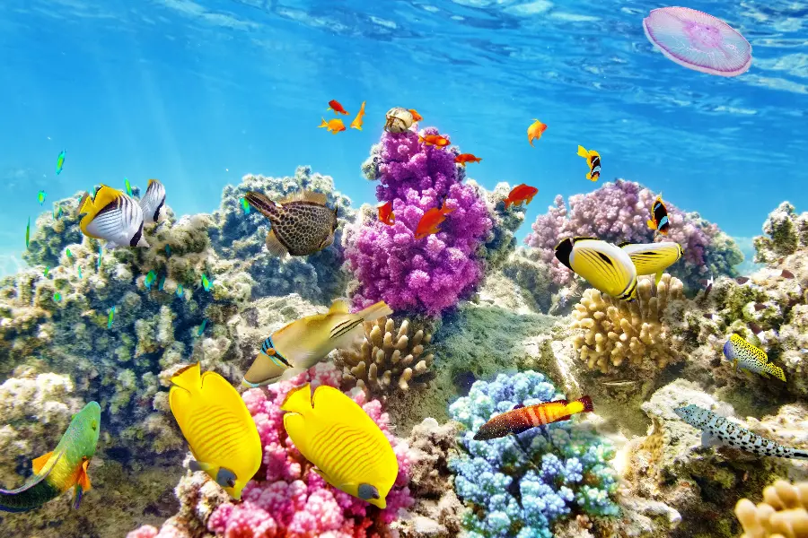 Beautiful Photo of Colorful Coral Reef in Sea