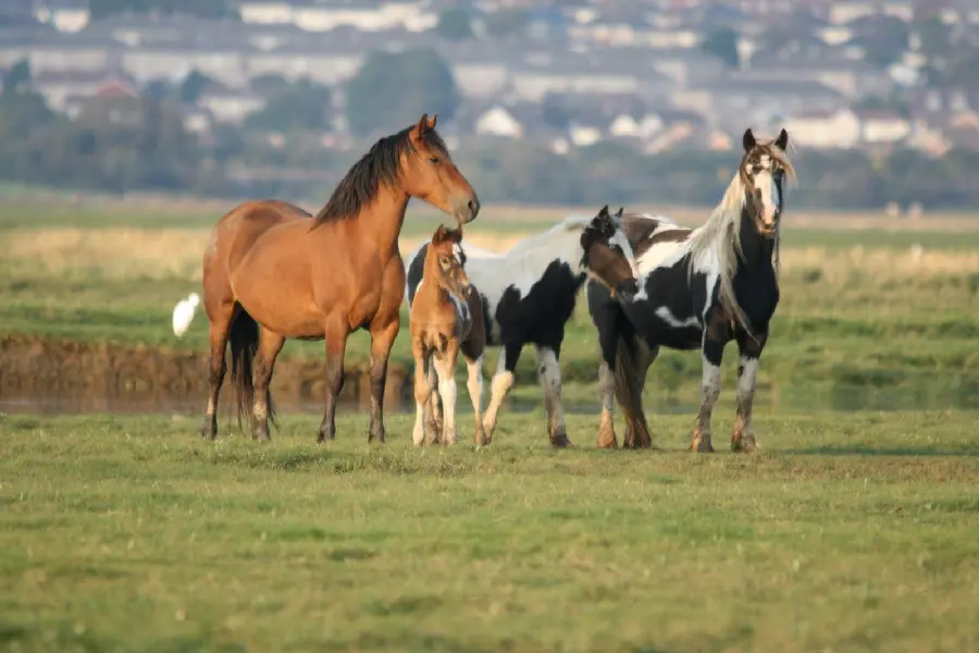 Download wallpaper of wild horse photo in nature