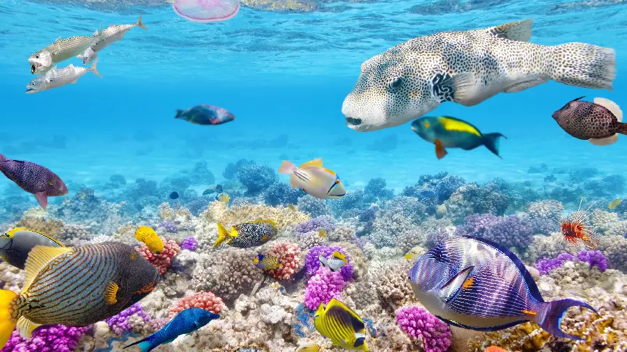 Coral reef wallpaper with fish