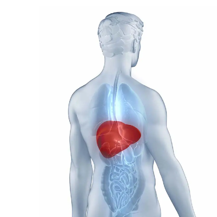 Photo of the human liver with a view of the waist and back