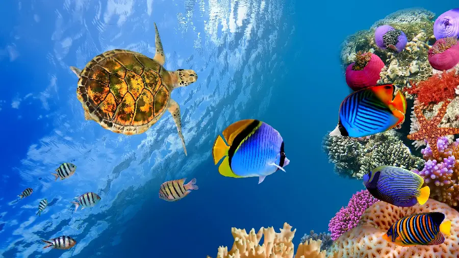 Background of coral reef and turtles and fish