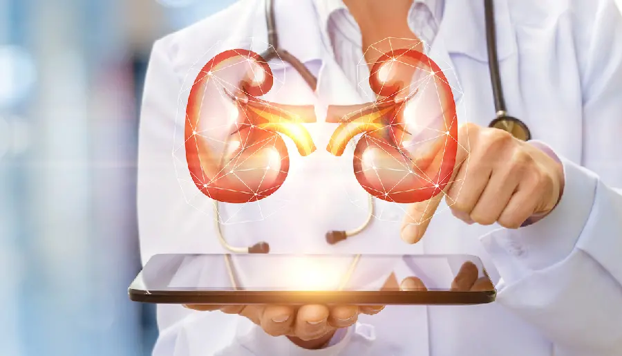 Fantasy photo of a real human kidney for profile and background