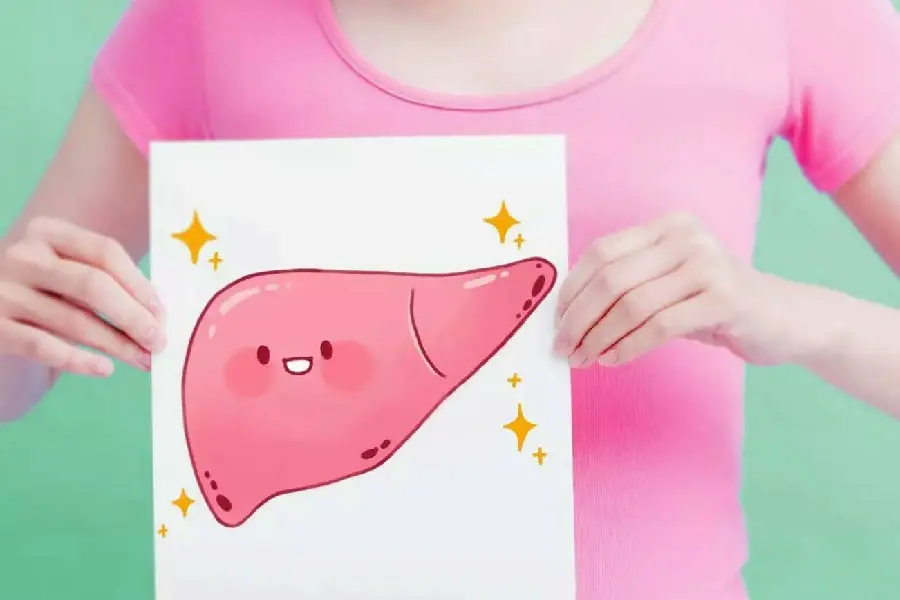 Photo of human liver painting in girl's hand