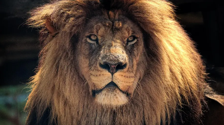 Wallpaper of a male lion with an attractive and majestic face