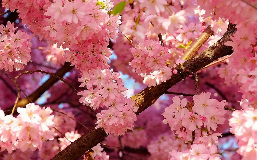 Beautiful photo of spring cherry blossoms for postcards and text writing