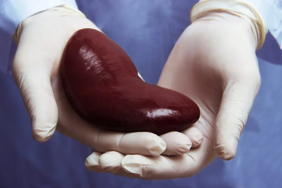 Photo of a real human kidney in the hands of an internal medicine doctor