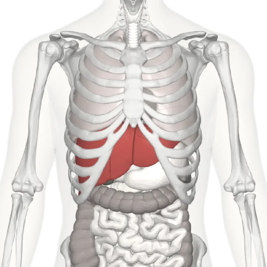 Photo of the liver in the human body