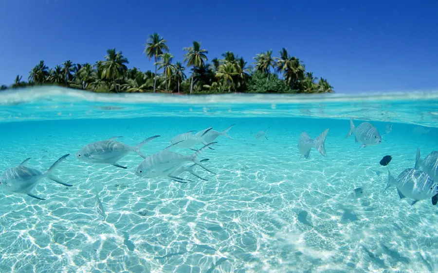 The most beautiful photo of the clear blue ocean with big and lovely fish swimming for your profile