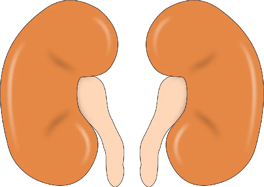 Real Human Kidney Profile Photo