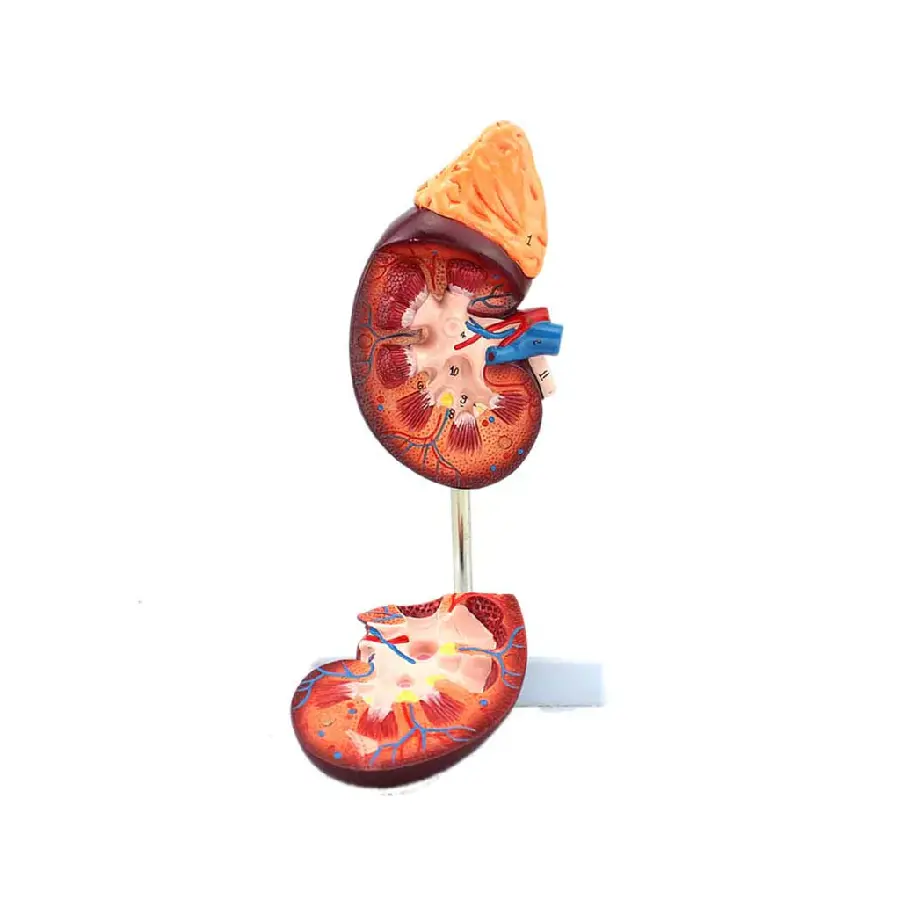 PhotoHuman Kidneys Cut in Half