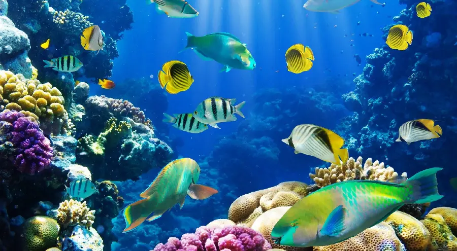 Ocean fish wallpaper image under light reflection