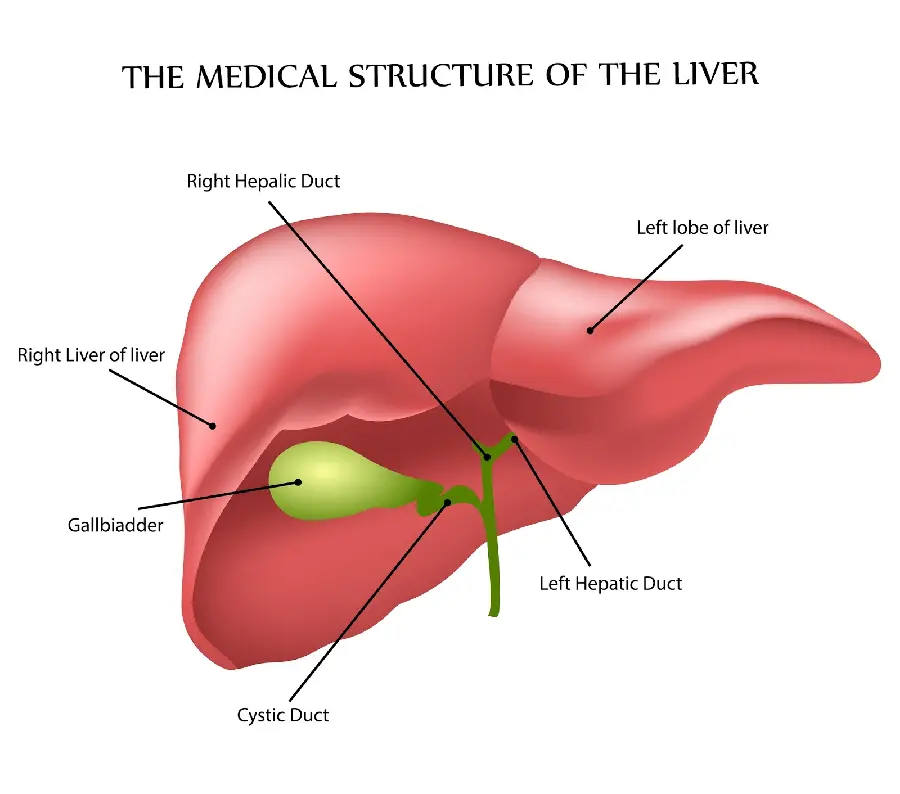Photo of the internal structure of a real human liver