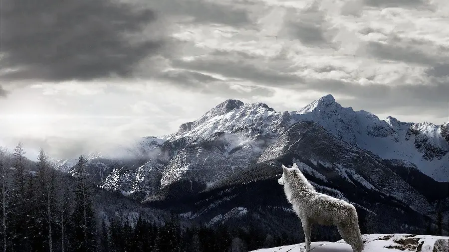 Wallpaper of a white wolf with an extremely beautiful landscape